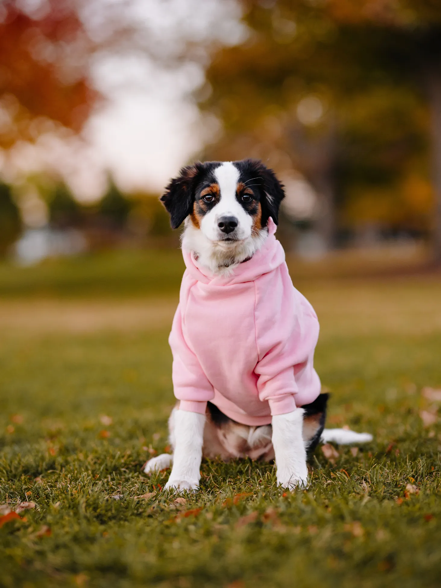 Baby Pink Dog Hoodie