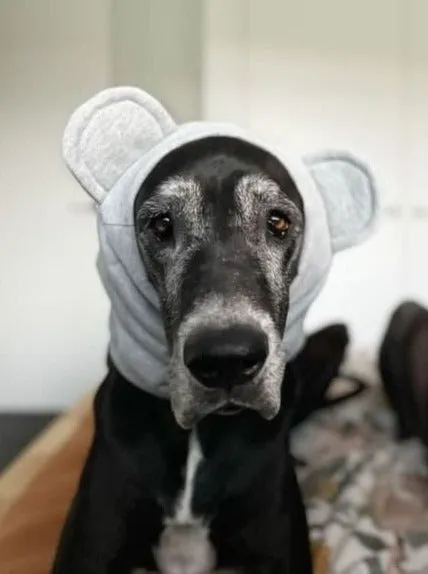 Koala Snoodie