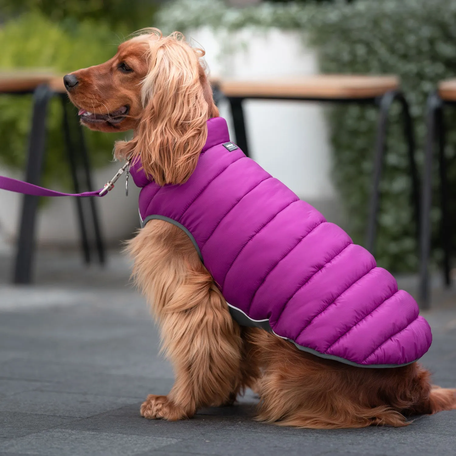 Red Dingo Puffer Jackets